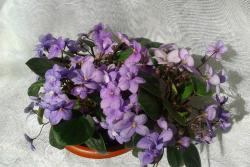 Rob's Lilli Pilli