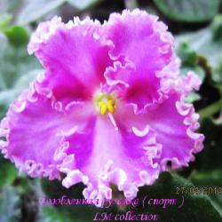 Среднего размера фиолетовые полумахровые и махровые анютки с более темными верхними лепестками и тонкой волнистой кремово-зеленой каймой. По краям лепестков со временем появляется более тёмная обводка. Листья тёмные. Среднего размера фиолетовые полумахровые и махровые анютки с более темными верхними лепестками и тонкой волнистой кремово-зеленой каймой. По краям лепестков со временем появляется более тёмная обводка. Листья тёмные.