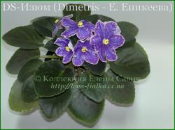 DS-Изюм (Dimetris - Е. Еникеева) - lena-fialka.cc.ua