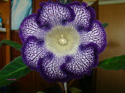 первое цветение первое цветение