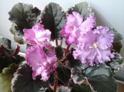 Полумахровые , бахромчатые розовые с более тёмной каймой цветы. Белая и розовая пестролистность . Стандарт. Полумахровые , бахромчатые розовые с более тёмной каймой цветы. Белая и розовая пестролистность . Стандарт.