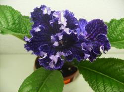 Похож на UA-Цветок Пандоры Похож на UA-Цветок Пандоры