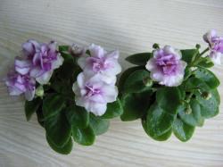 Single-semidouble white sparkle pansy/variable pink eye. Medium green. Semiminiature. 
Простые и полумахровые искристо-белые цветы с вариабельным розовым центром и случайно расположенными пятнышками. Очень компактная маленькая розетка. Обильное цветение. Компактная аккуратная средне-зеленая листва. Скрытая микромини под маркой полумини.