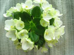 Single white with green edge, medium green foliage. Semiminiature.
Простые немного колокольчатые белые цветы с ярко-зеленой оторочкой края лепестков; очень компактная светло-зеленая маленькая розетка, листва с заостренным кончиком и слегка зубчатым краем. Миниатюра.