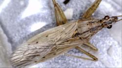 нашла вот таких насекомых на колериях. Что это? размер 6 мм нашла вот таких насекомых на колериях. Что это? размер 6 мм