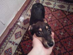 На фоне погрызенных ею обоев На фоне погрызенных ею обоев