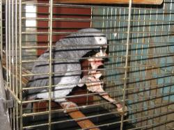 Мой попугай жако- Кирюша