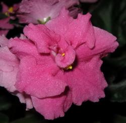 Alamo Flame первое цветение Alamo Flame первое цветение