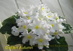 .Светло - желтые цветы в форме "оса" с выемчатыми краями, центр - более желтый. Светло-зеленая , слегка волнистая листва. .Светло - желтые цветы в форме "оса" с выемчатыми краями, центр - более желтый. Светло-зеленая , слегка волнистая листва.