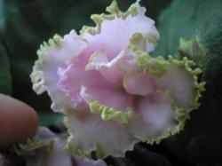 Angel’s Lace