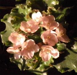 начало роспуска начало роспуска