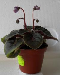 Cupie Doll (L.Egenites) Cupie Doll (L.Egenites)