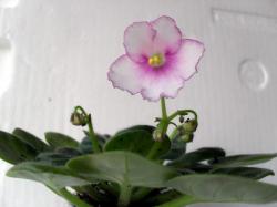 Aca's Eloise (J.Brownlie) полумини Aca's Eloise (J.Brownlie) полумини