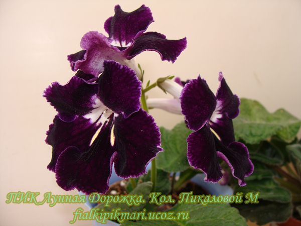 013_ПИК-Лунная Дорожка.JPG