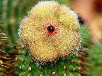 019_3_Hoodia-dregei.jpg
