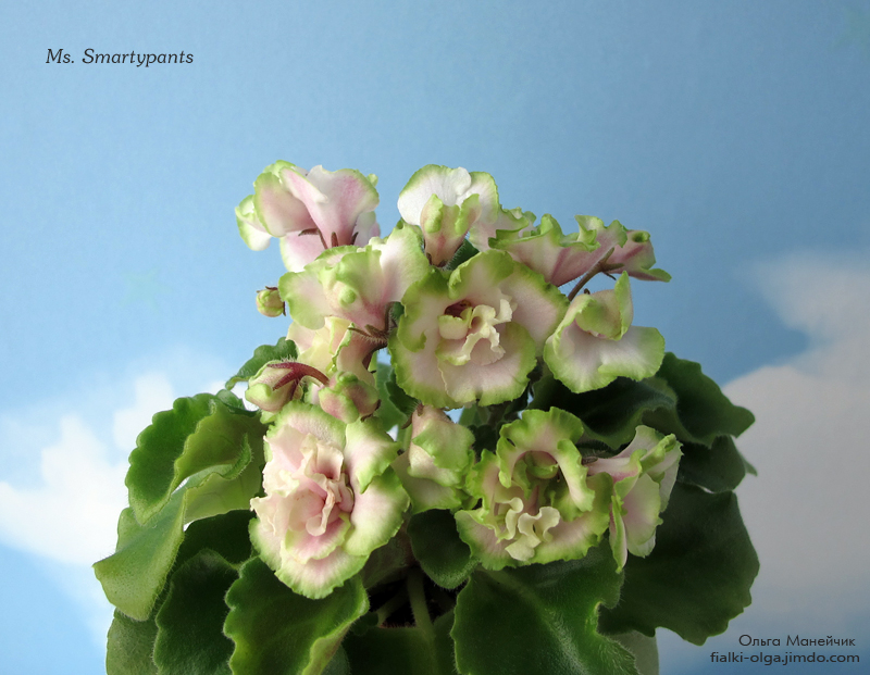 01Ms.-Smartypants-р-исхIMG_0484.jpg