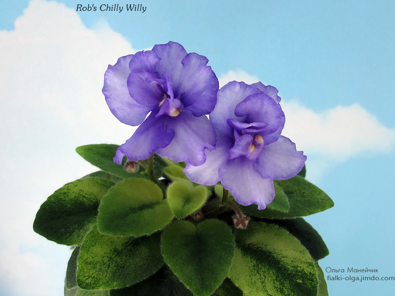 01Rob's-Chilly-Willy-р-исхIMG_0225.jpg