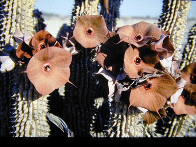 021_3_Hoodia-lugardii-flrs-DP7475-Kalahari.jpg