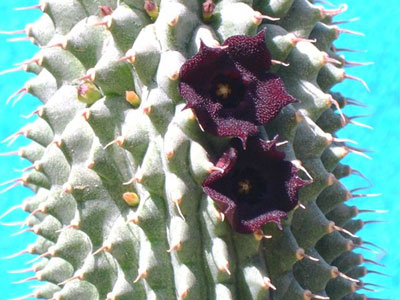 024_3_Hoodia-pilifera-1.jpg