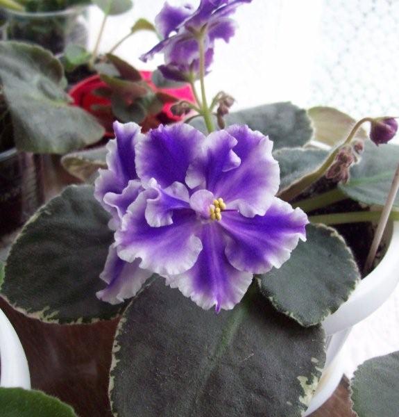 100_2155.jpg