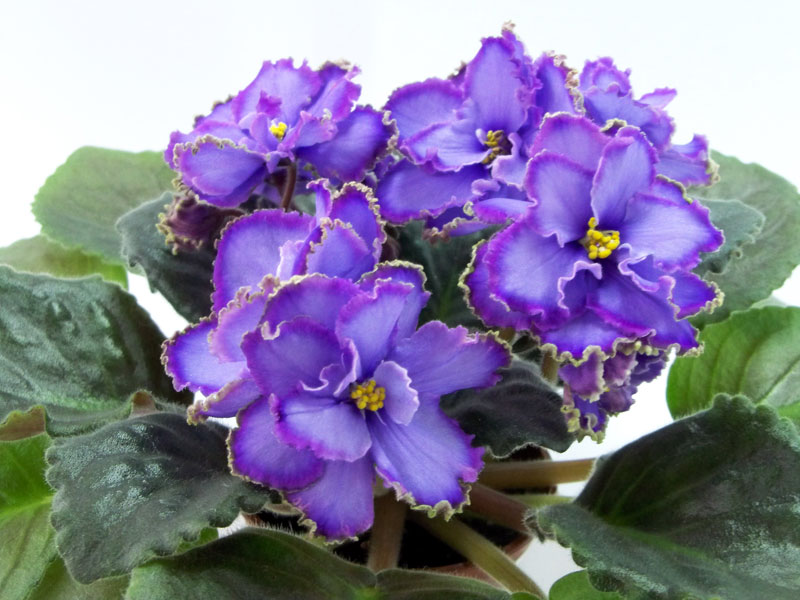 1букет100_5282.jpg