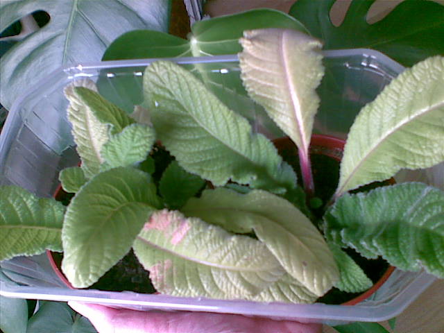 12082009.jpg