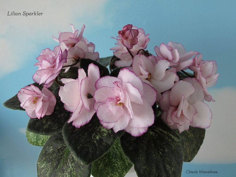 1Lilian-Sparkler-р-исхIMG_0618.jpg