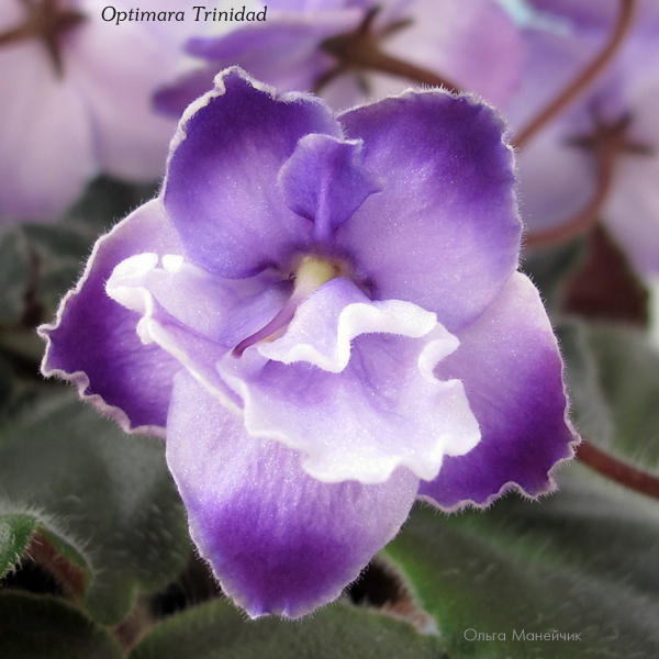 1Optimara-Trinidad-ц-исхIMG_3562.jpg