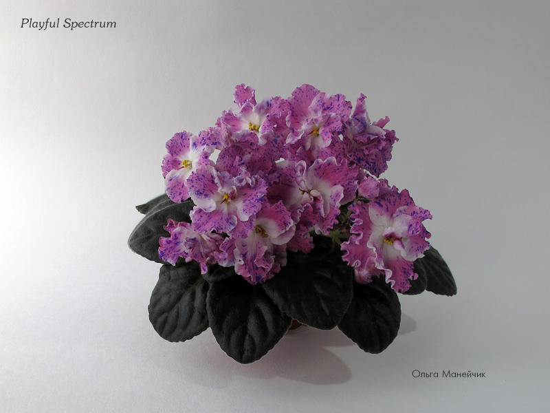 1Playful-Spectrum-р-исхIMG_0802.jpg