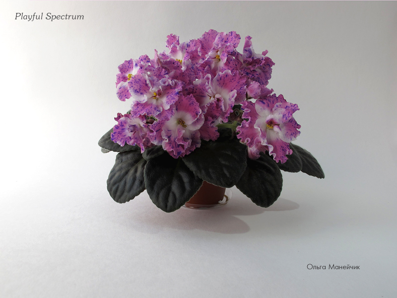 1Playful-Spectrum-р-исхIMG_0806.jpg