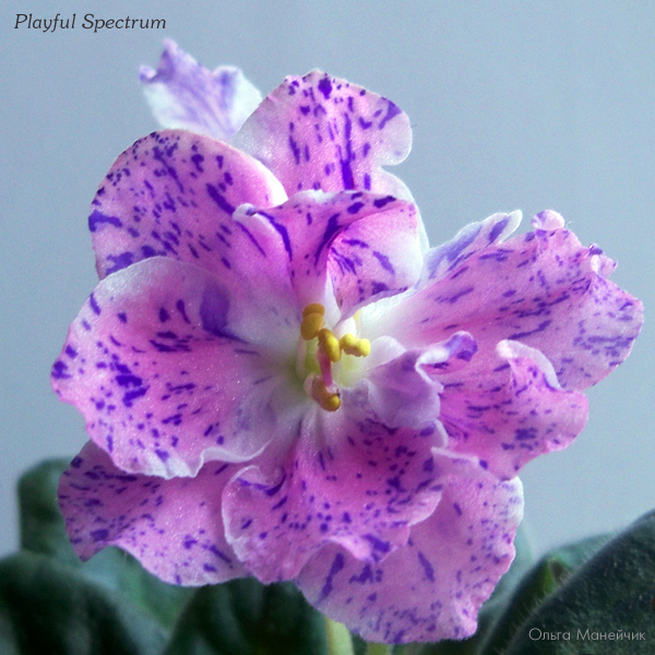 1Playful-Spectrum-ц-исх100_6290.jpg