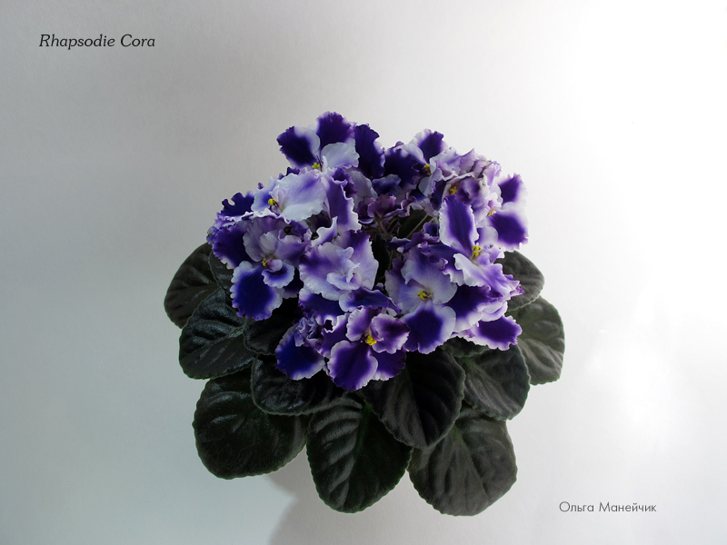 1Rhapsodie-Cora--IMG_1940.jpg
