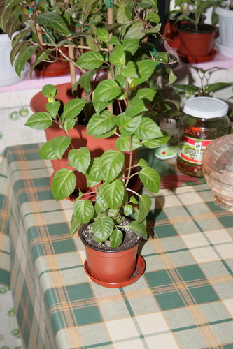 20080417_0043.jpg