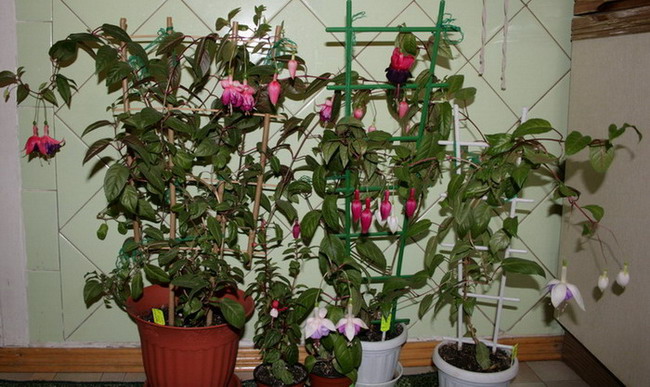20080506_0080-02.jpg