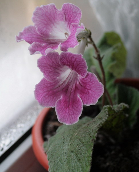 20081025_1652-1.jpg