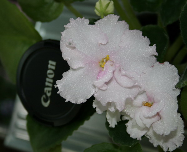 20081223_1963-1.jpg