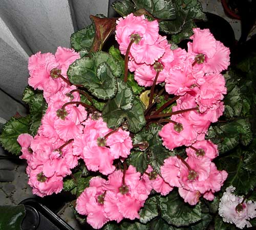 2008_03090049.jpg