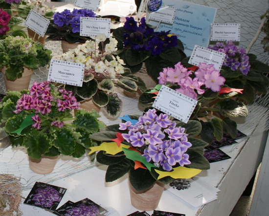 20090404_3008-1.jpg