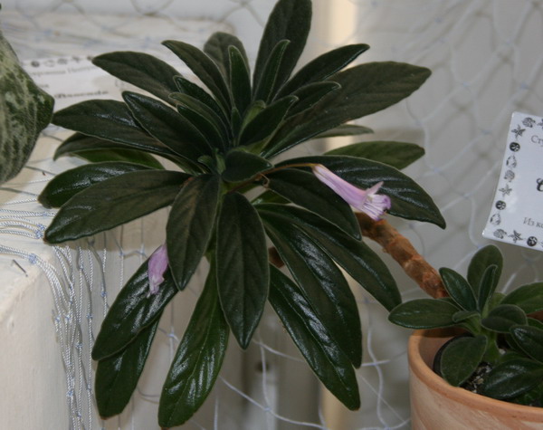 20090404_3020-1.jpg