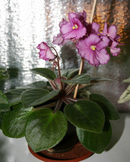 20090619_4086_2.jpg