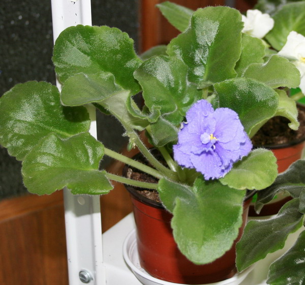 20090705_4290_3.jpg