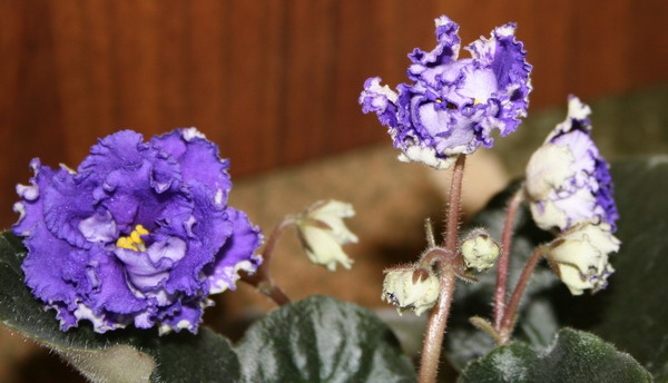 20091129_6148_1.jpg