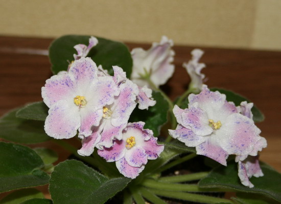 20091213_6280_1.jpg