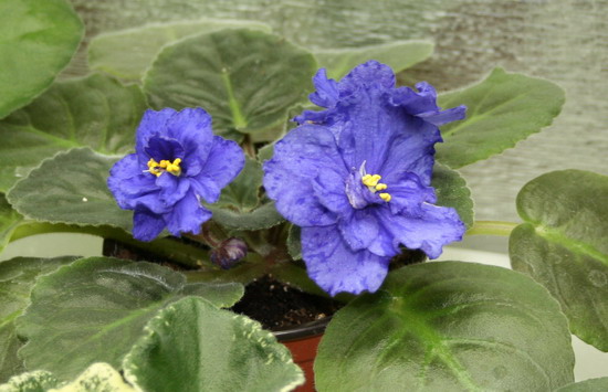 20091220_6315_1.jpg