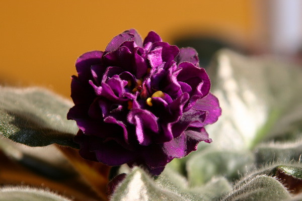 2009 089_измен.размер.jpg