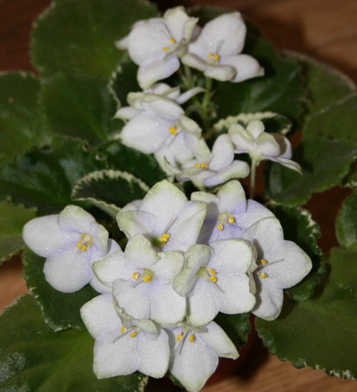 20100105_6374_1.jpg