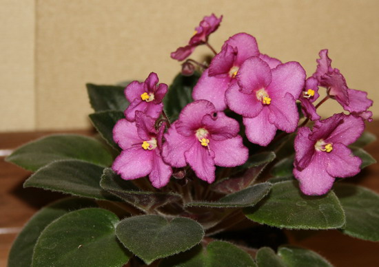20100105_6382_1.jpg