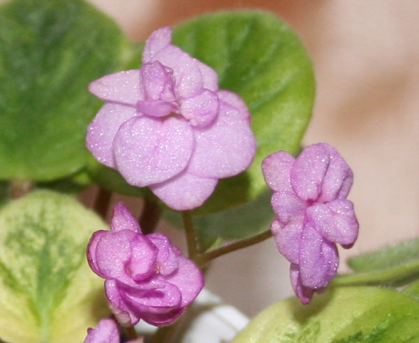 20100213_6603_2.jpg