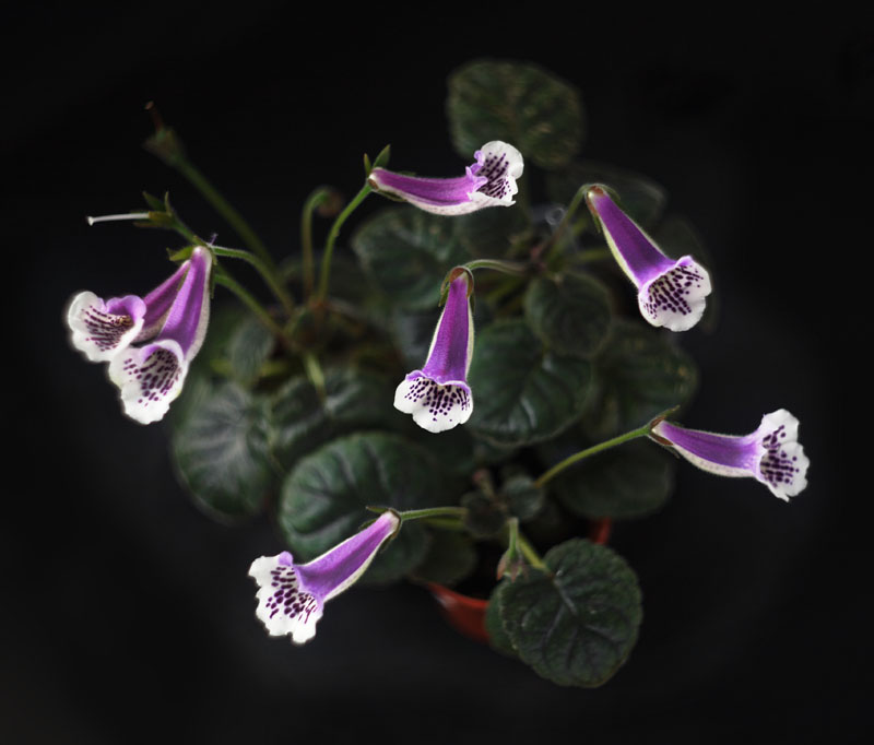 20100506_1809_SinningiaCindyElla_800px.jpg
