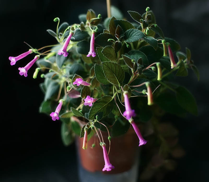 20110112_4286_Tinkerbells_800px.jpg